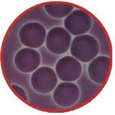 red blood cells